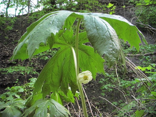 Mayapple Plant