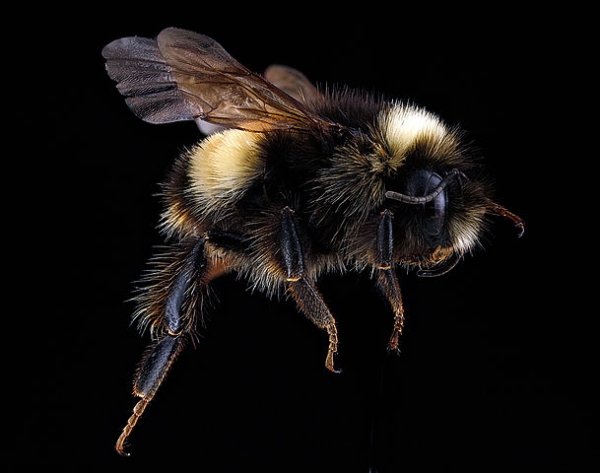 Bee