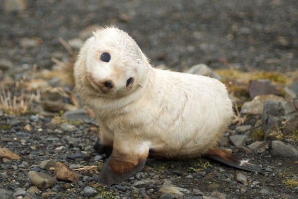 Fur seal