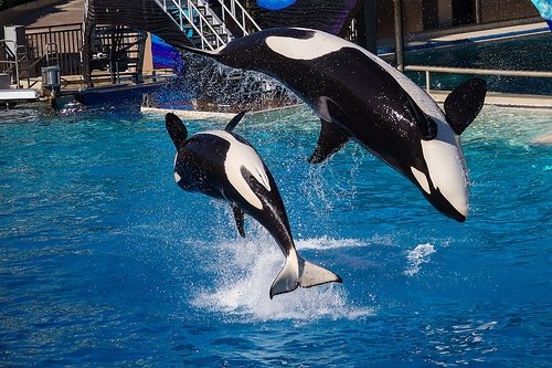 Orcas at SeaWorld