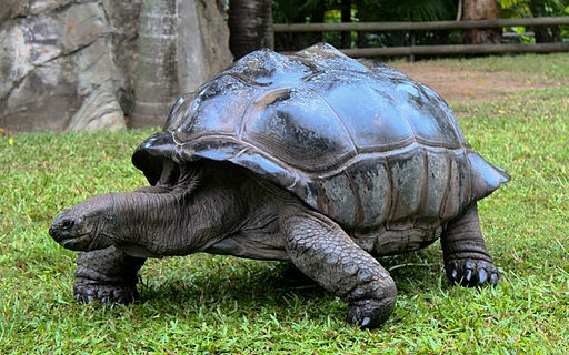 Giant tortoise