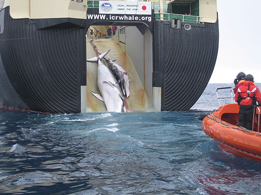 Japanese whaling ship Nisshin Maru