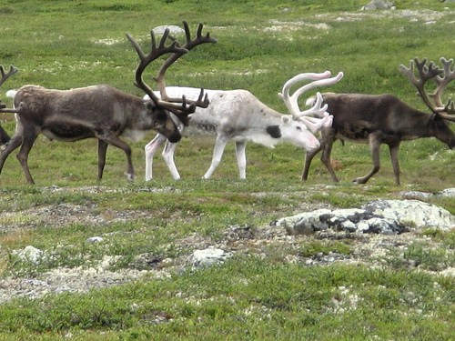 Reindeer