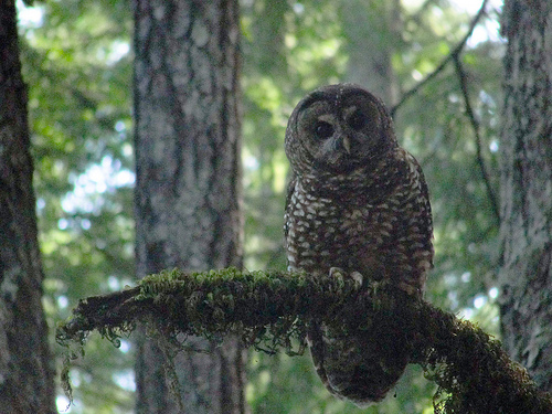 Spotted Owl