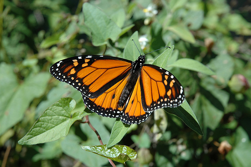 Monarch Butterfly