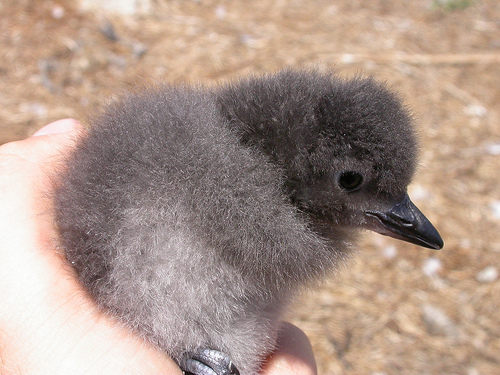 Cassin's auklet