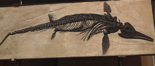 Ichthyosaurus Fossil
