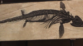 Ichthyosaurus Fossil