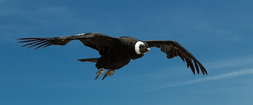 Condor
