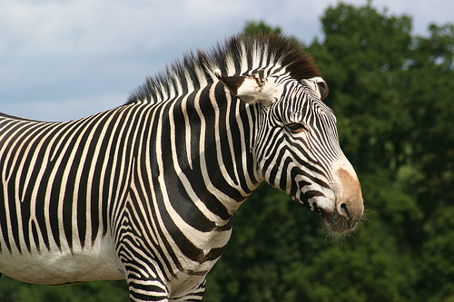 Zebra