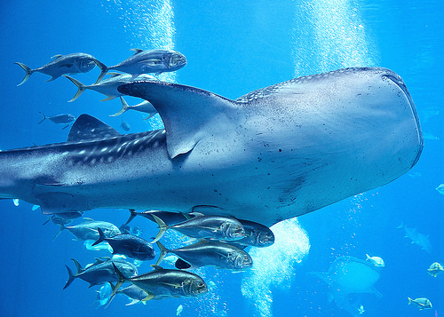 Whale Shark