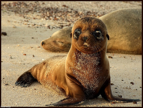 Sea lion pup