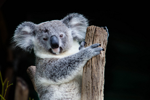 Koala