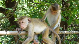 Toque Macaque Monkeys Lounge in Sri Lanka