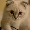 A Photo of a Scottish Fold Cat