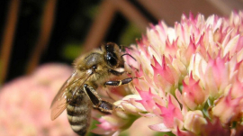 A Honeybee Lands on Pink Flowers