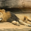 Photo of Lion