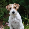 Photo of Jack Russell Terrier