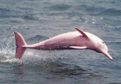 Pink Dolphin