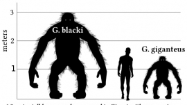 Gigantopithecus blacki