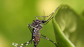Aedes aegypti 