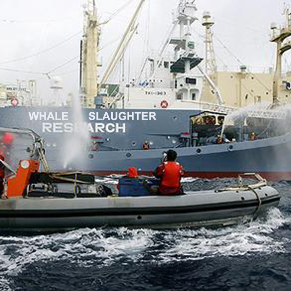 Japanese Scientific Expedition Vessel