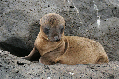 Sea Lion