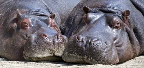 hippo hippopotamus