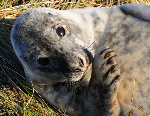 Grey Seal