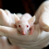 white mice used as lab rats for testing