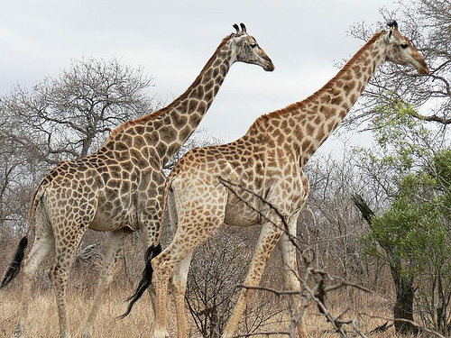 Giraffes